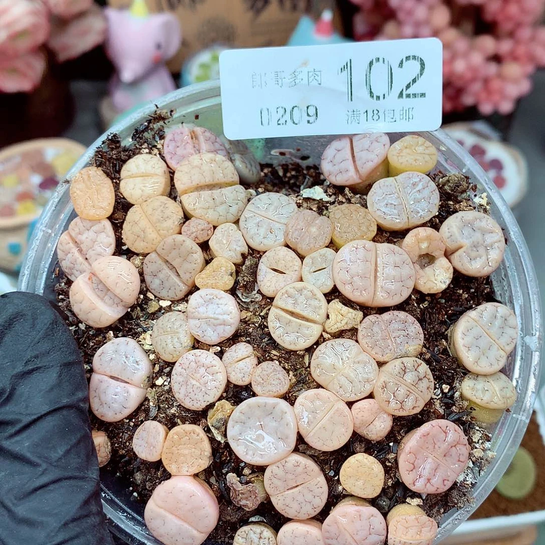 郎哥多肉生石花9-102