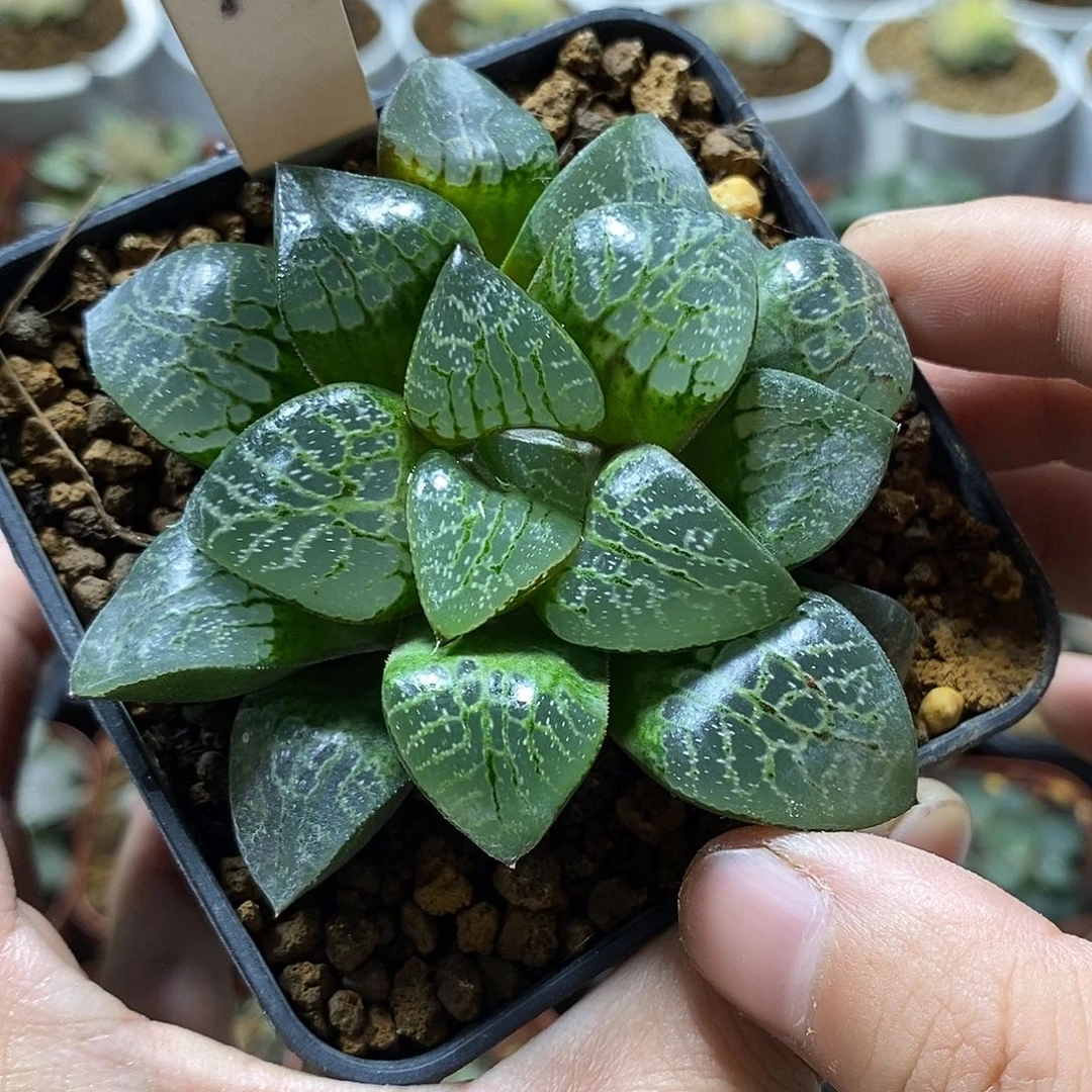 96瞳克哈哈哈哈哈