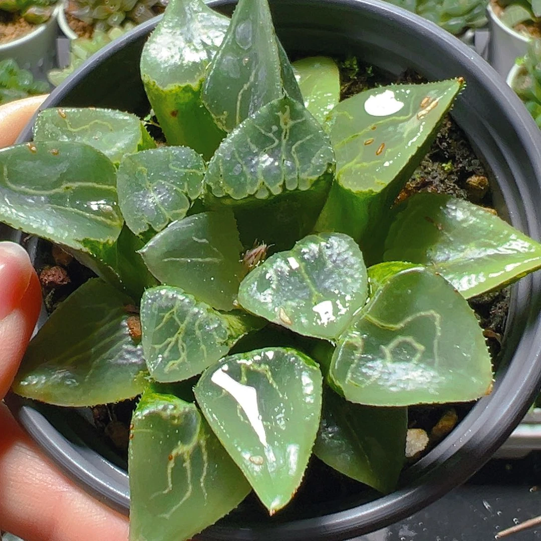 沁影玉露多肉植物一颗