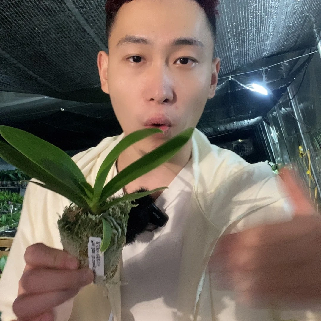 无花朵小慧子蝴蝶兰