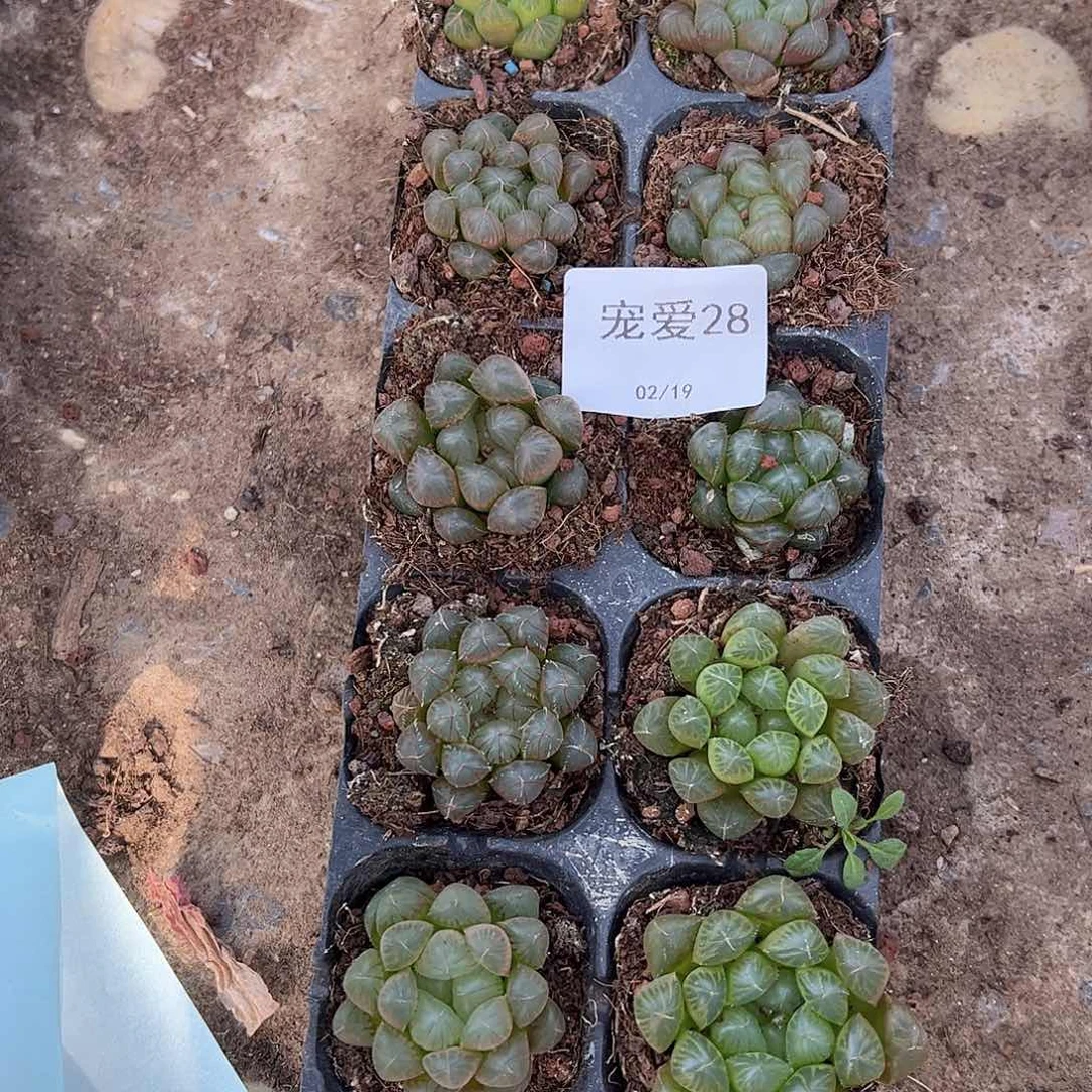 直播福利一物一拍28