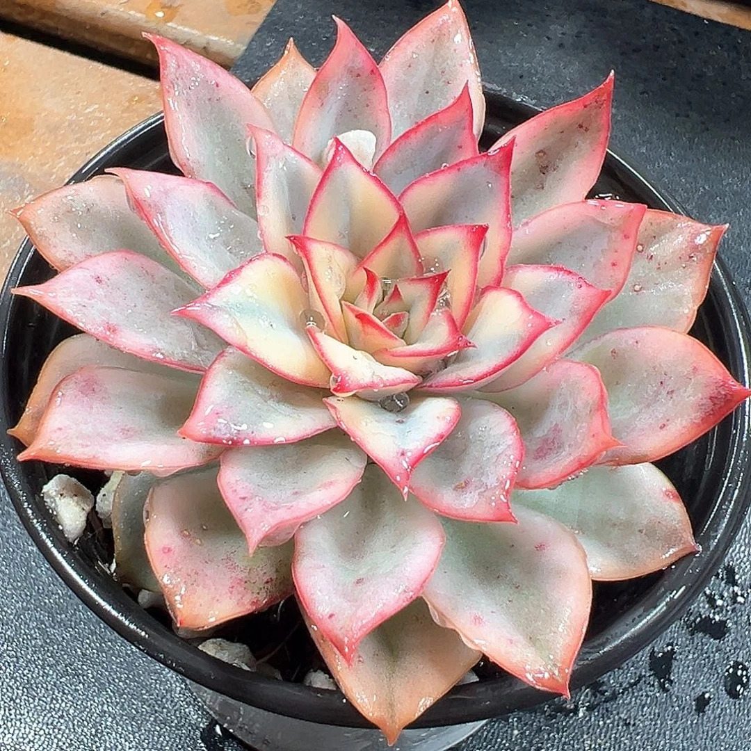 月光女神锦 小方花圃一物一拍