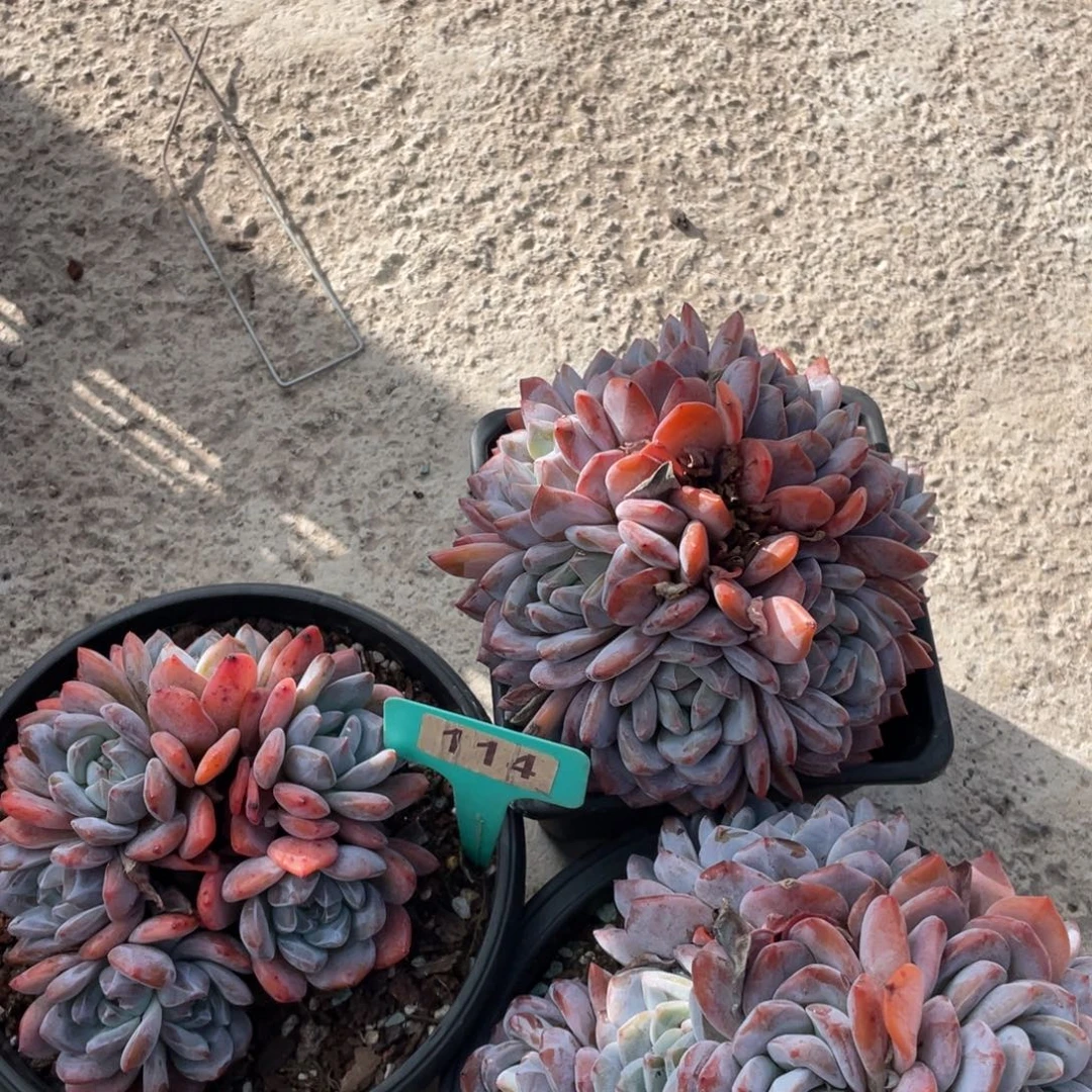 小***爱星影群星影群3棵114号