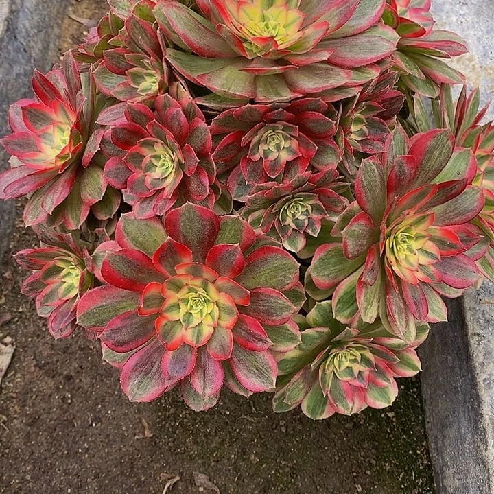 多肉植物火龙果293多肉