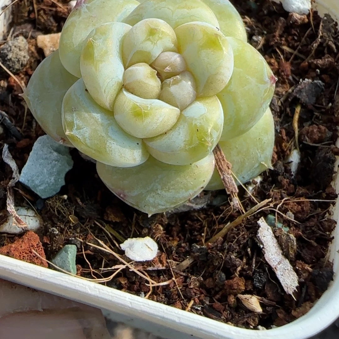 小卡拉米糖心一物一拍。