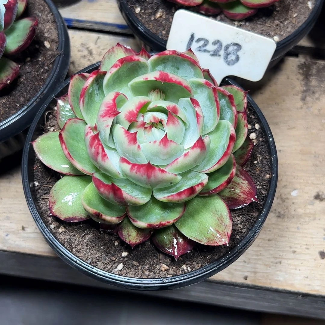 秋***苔惊鸿仙子一物一拍1228号