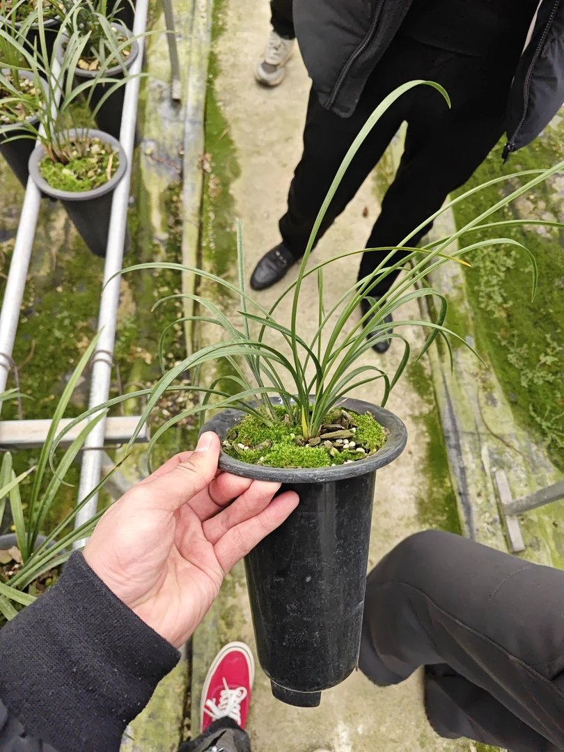 春兰老品种知足素梅