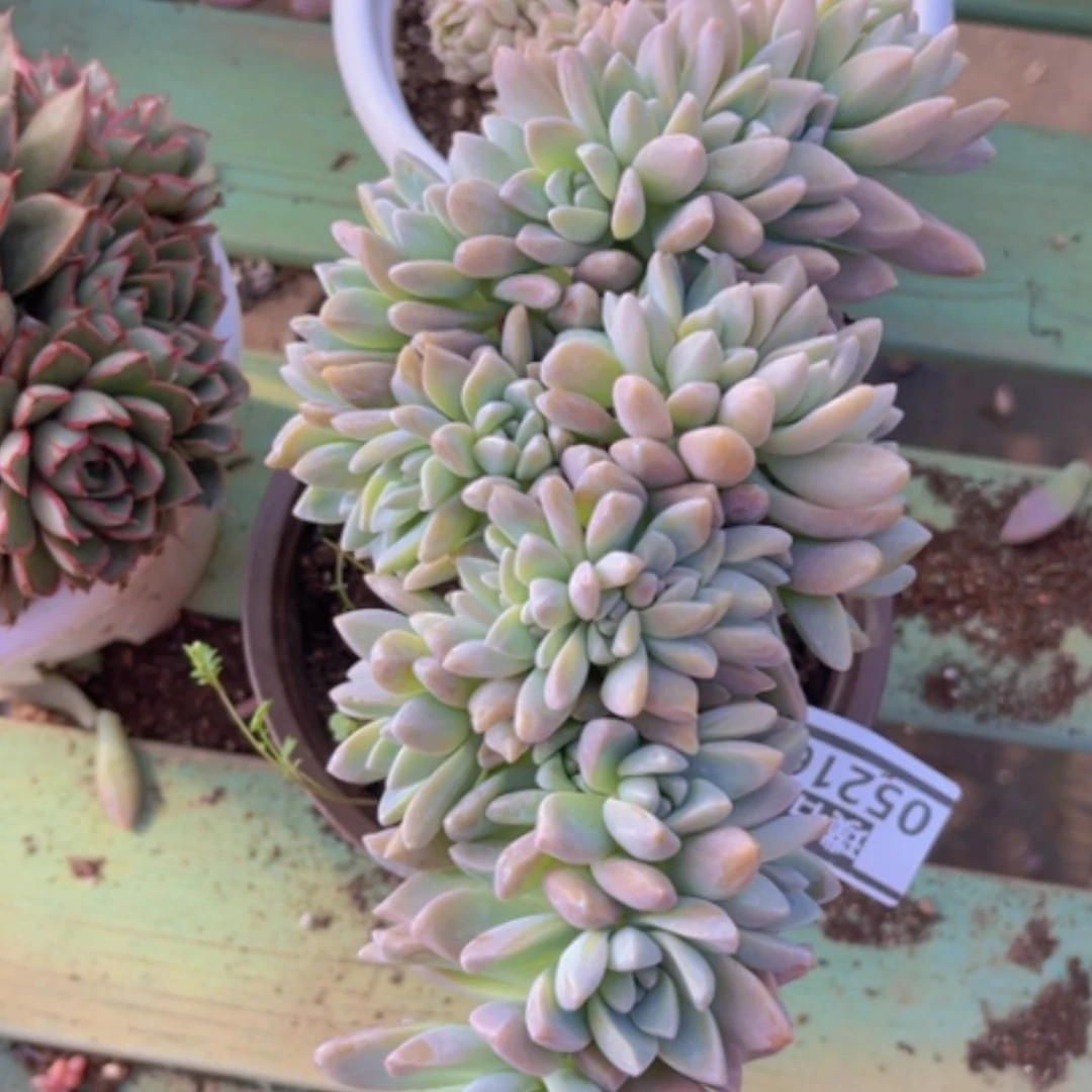 【闪购商品】淡雪缀05216