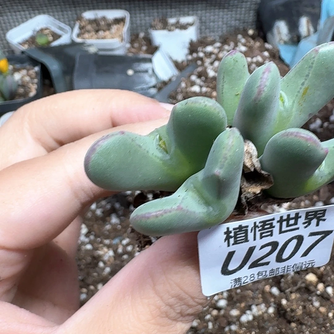 多肉植物的润泽dghh