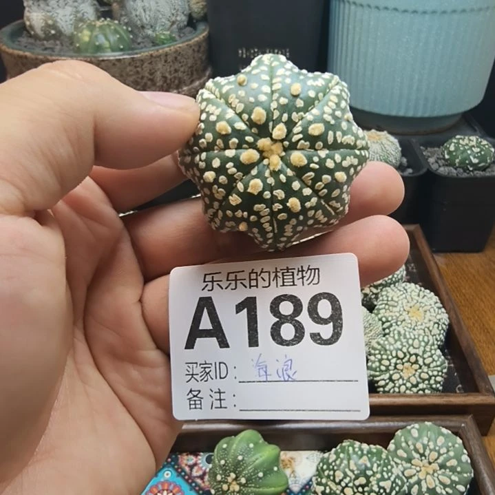海***浪海星腿美纹琉璃兜兜