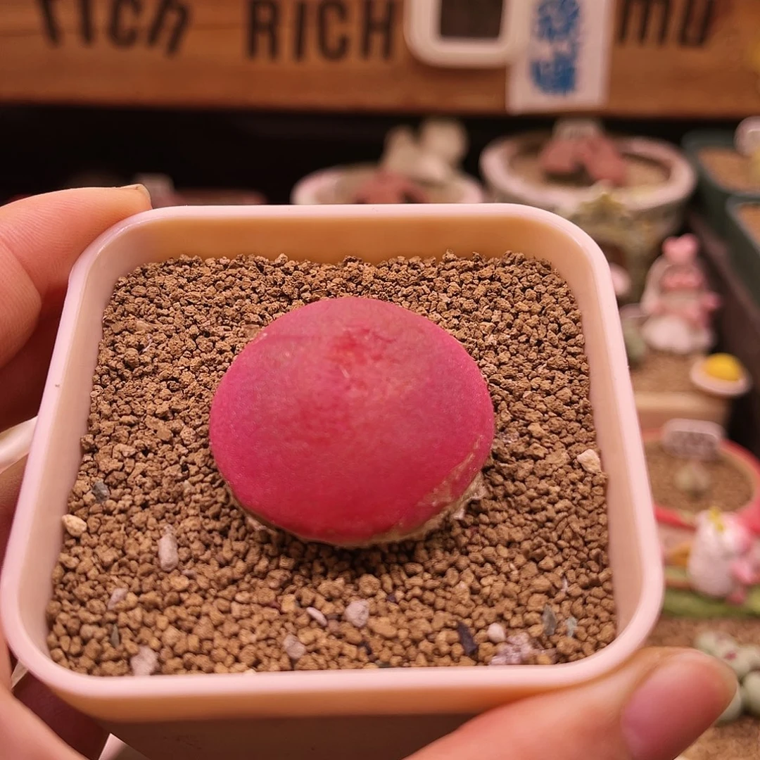 老母本灯泡可带盆土发货