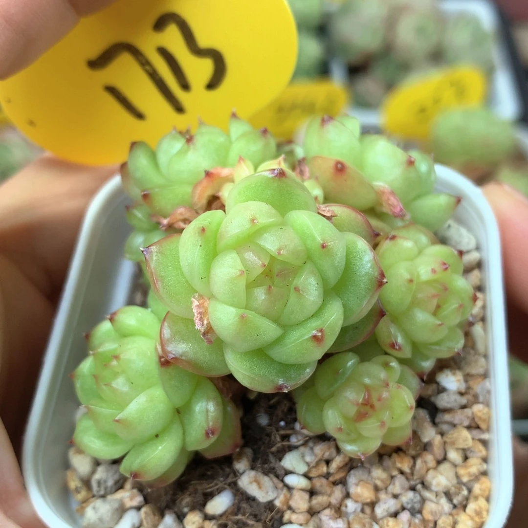 灯泡珍妮捧花群1713