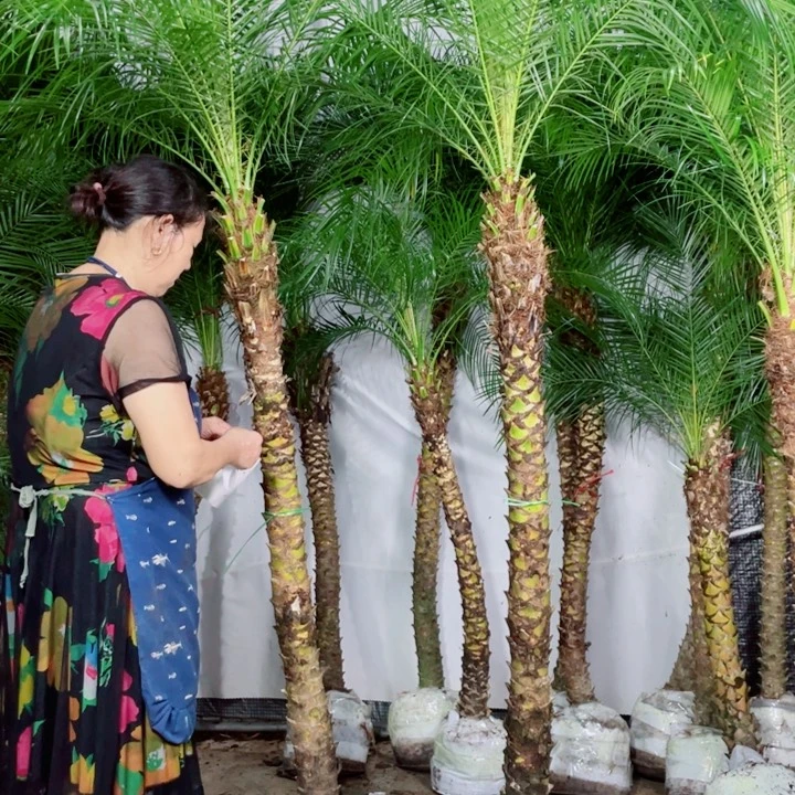 慈***）无花朵11111111111