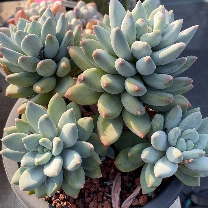 松果美人多肉植物100