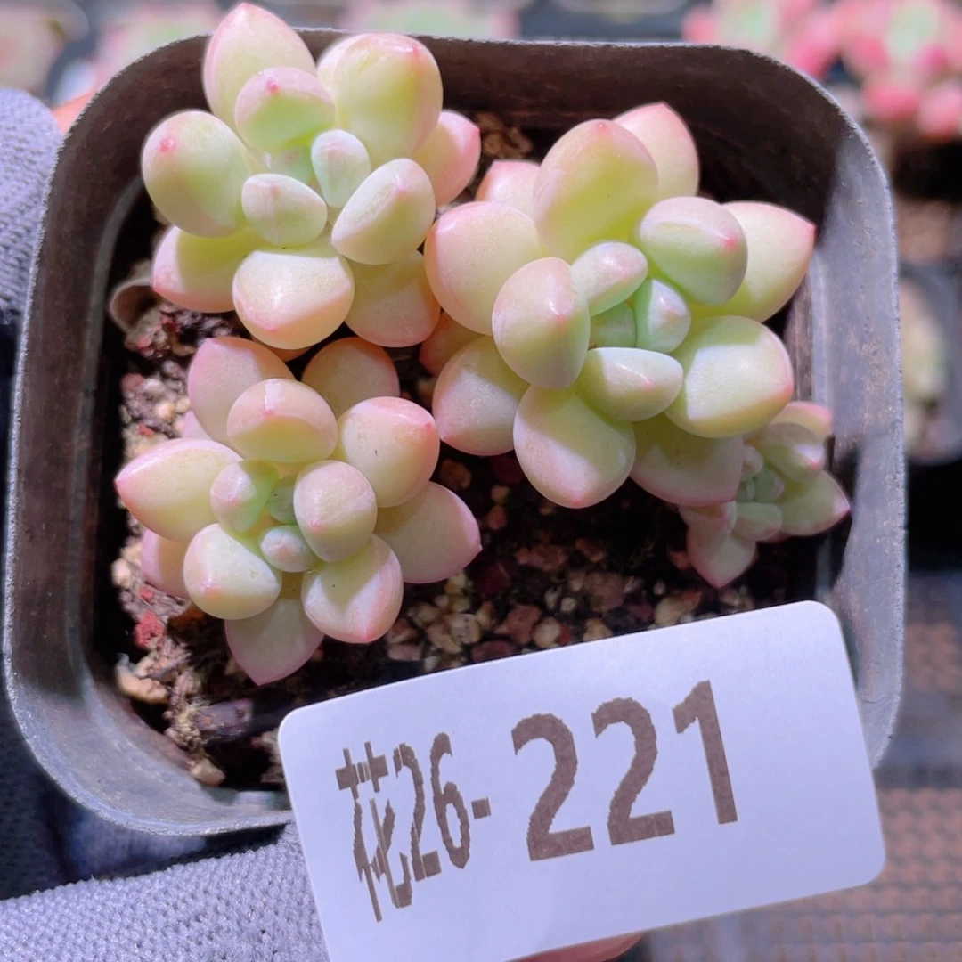 花利美26-221泡泡糖