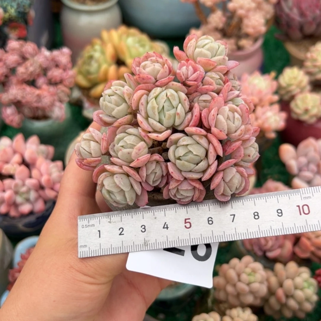 华*026 多肉植物组合盆栽
