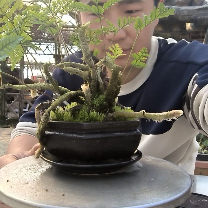 双*儿小盆景小植物一物一拍26