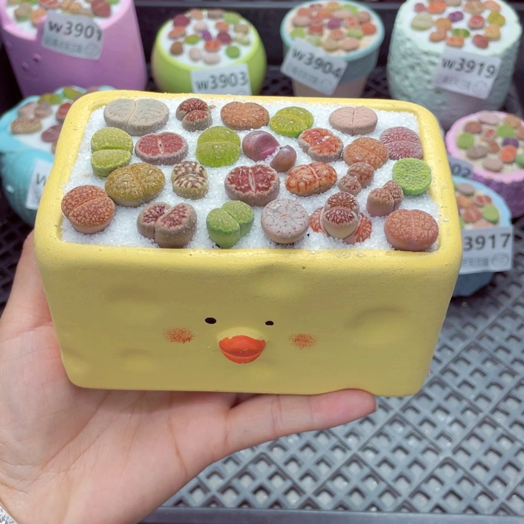 w3924 带盆土发货一物一拍