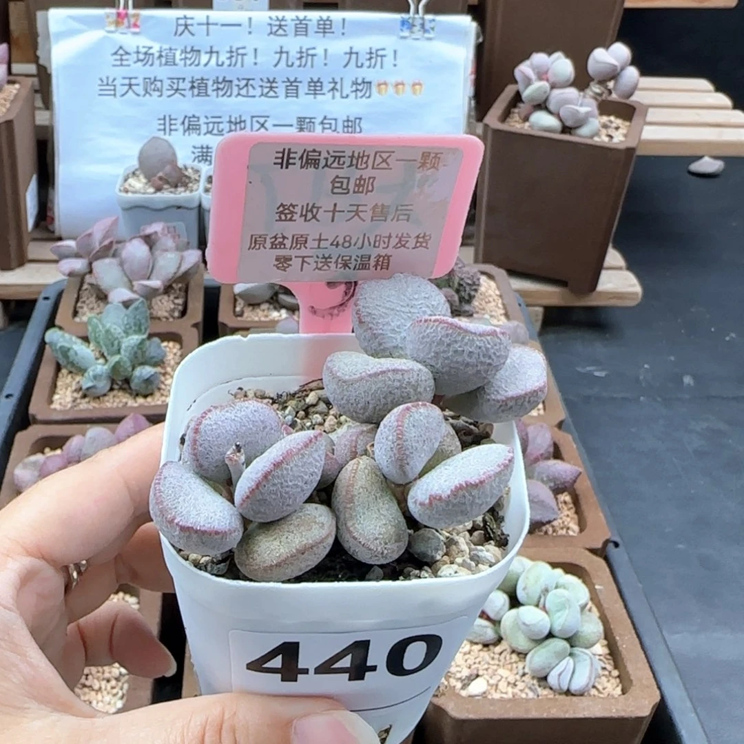 440春彩磨砂蛋多肉植物