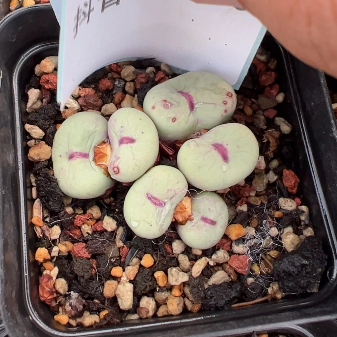 12-289肉锥多肉植物，