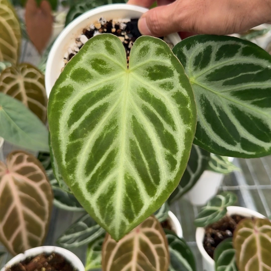 不开花植物银色面纱F2