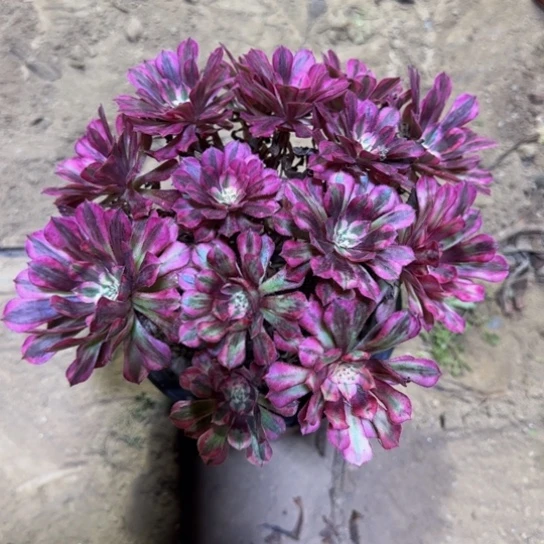 红铜白掐心12.8脱土发货