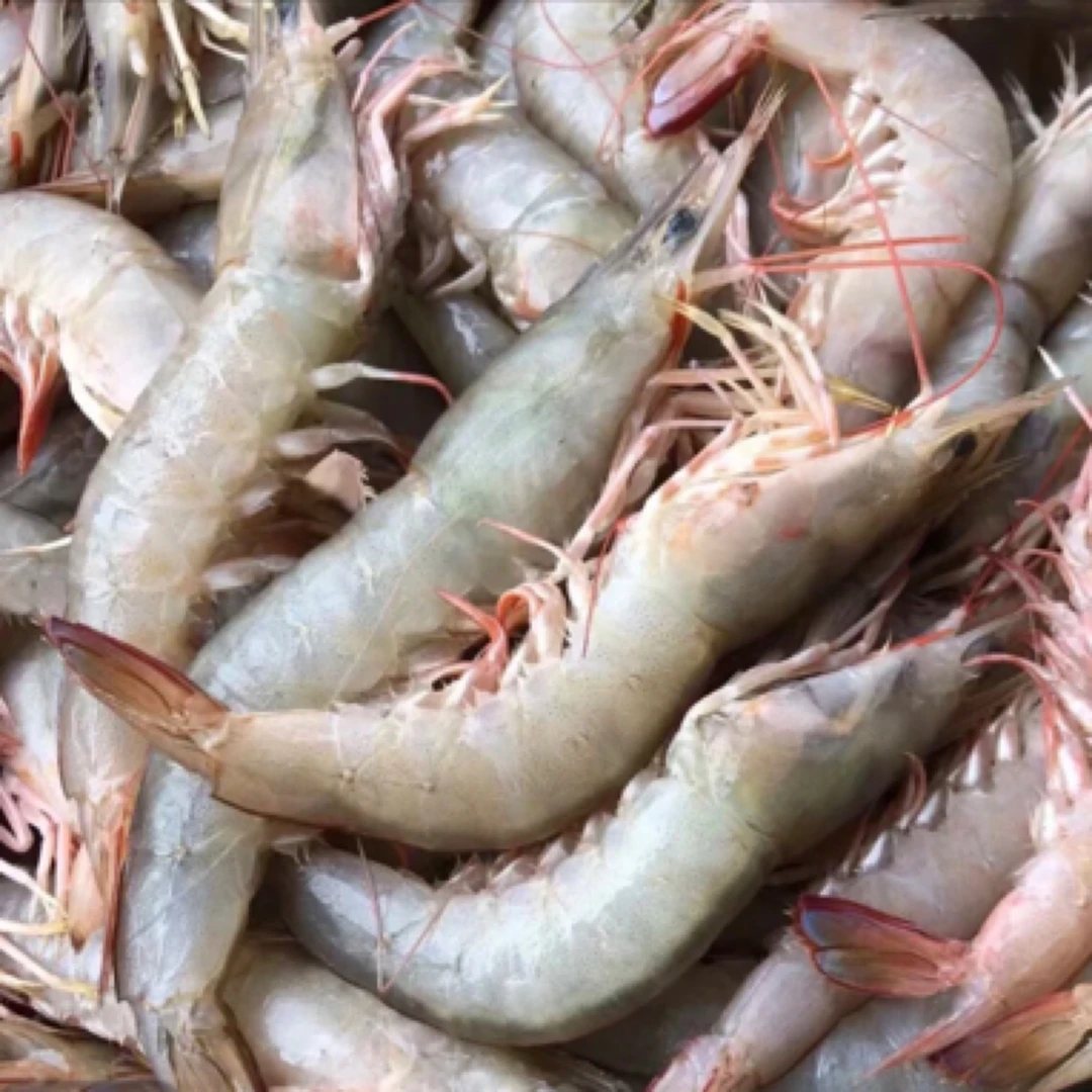 本港 纯天然野生（卢虾） 需去除虾线流水解冻