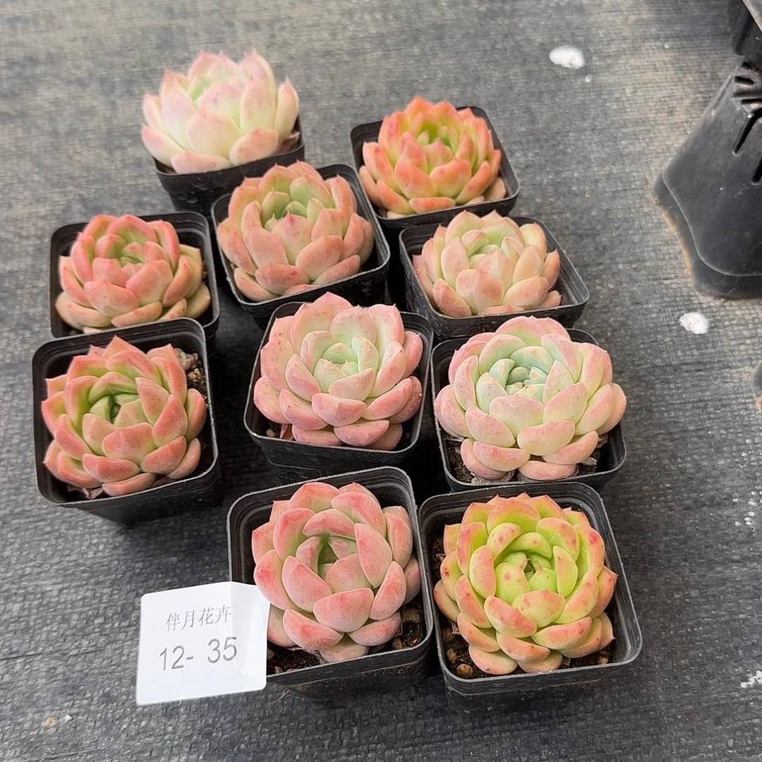 宝子美尼糖心珍妮（149）右八12-35