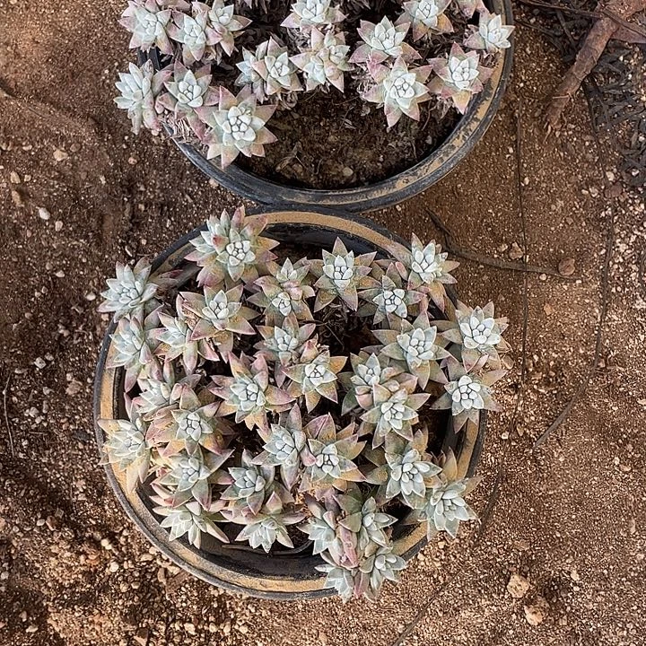 肉***ღ160盆白菊2颗一组一物一拍