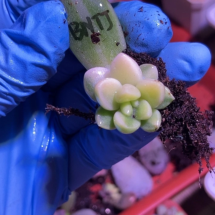 奶糖锦多肉植物多肉