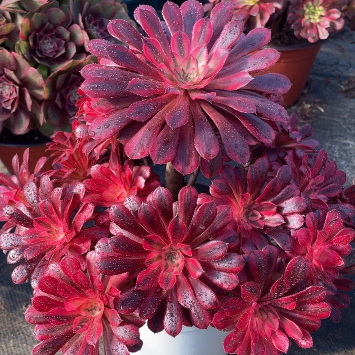 690黑铜白精品法师老桩