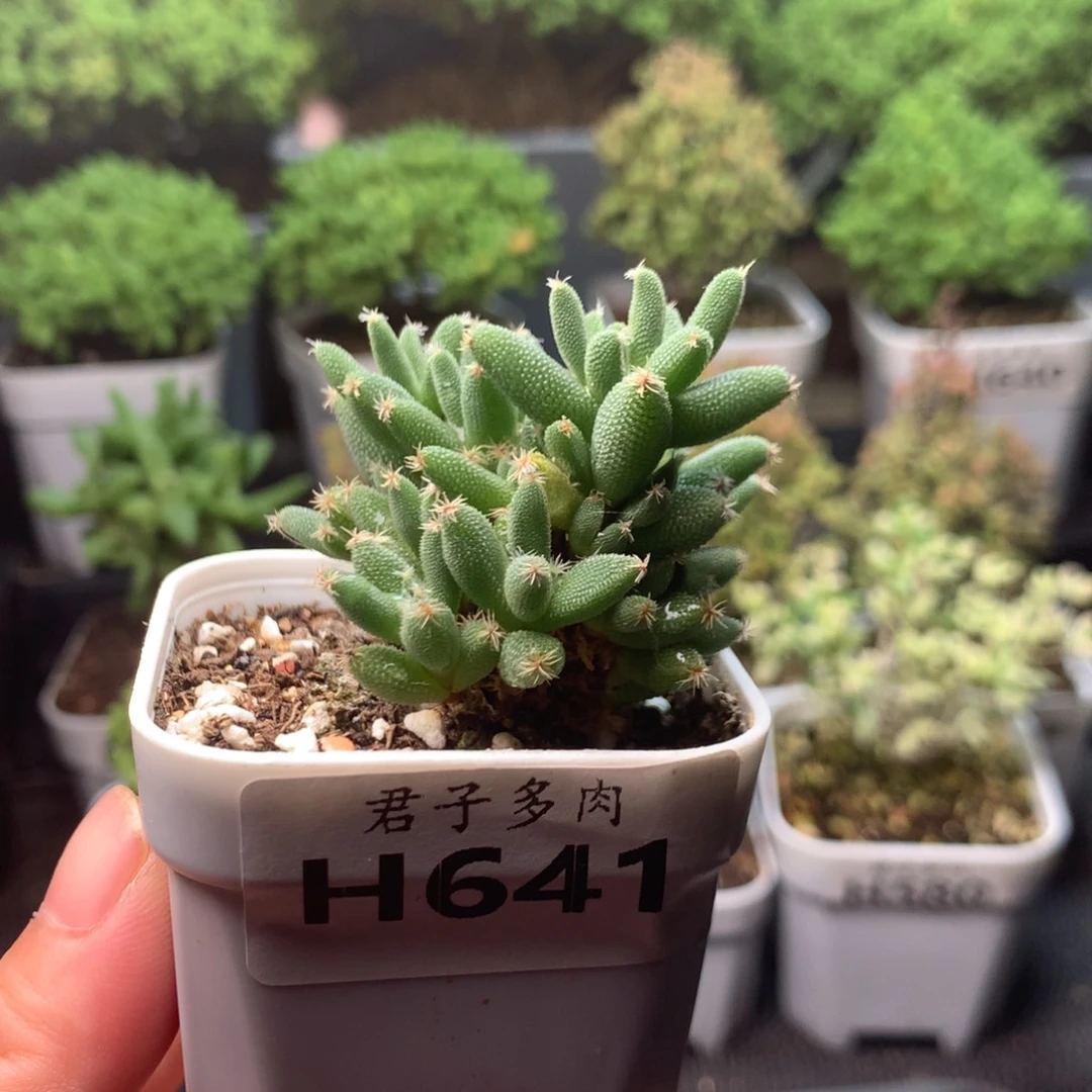 641玉米。