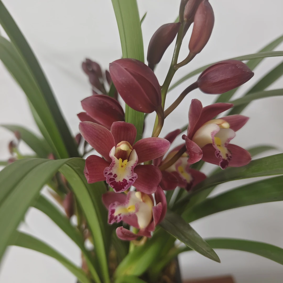 年宵花大花蕙兰红宝石兰花网红花