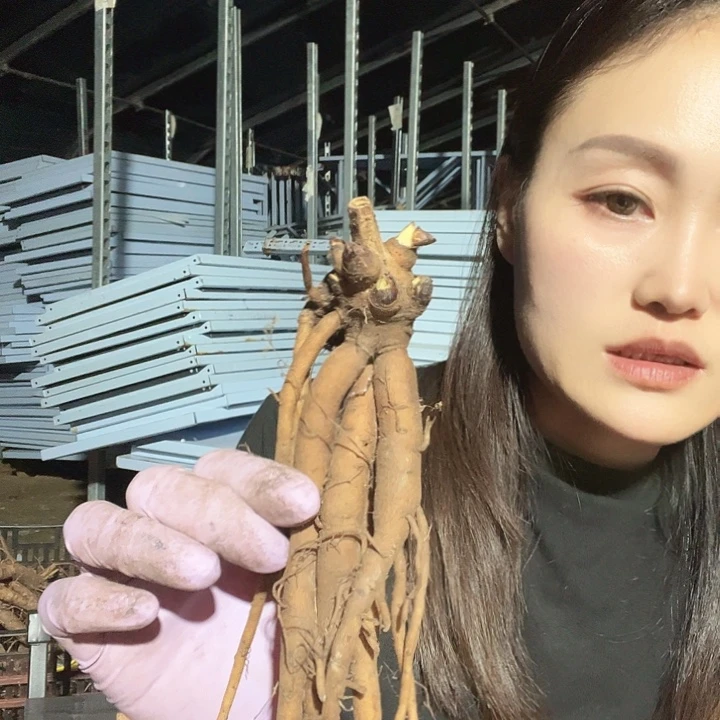 当前无花栽培后可以开花羞涩公主3-5芽