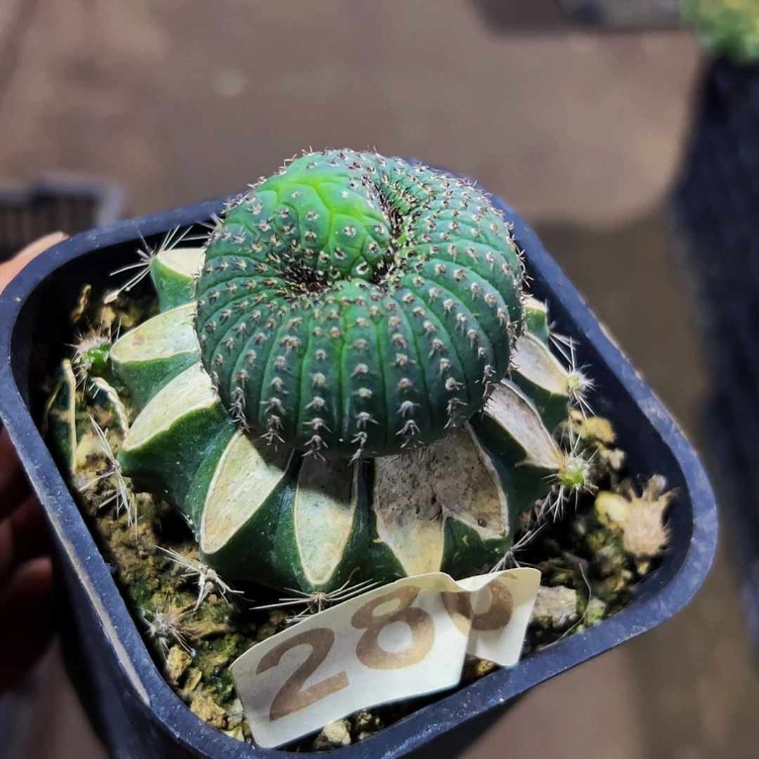 无花朵福利士童缀化286