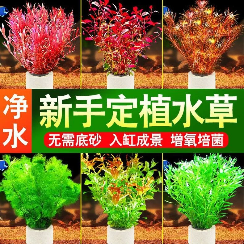 绿菊鱼缸水草后景植物真草蜈蚣草阴性净化水质懒人增氧新手造景