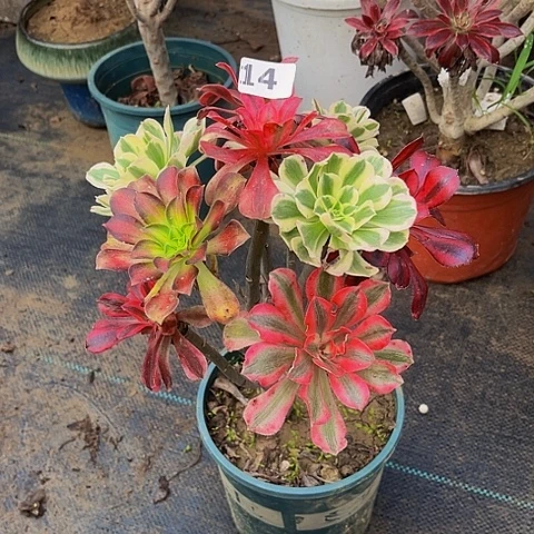 美***丽法师嫁接的时候就会有14