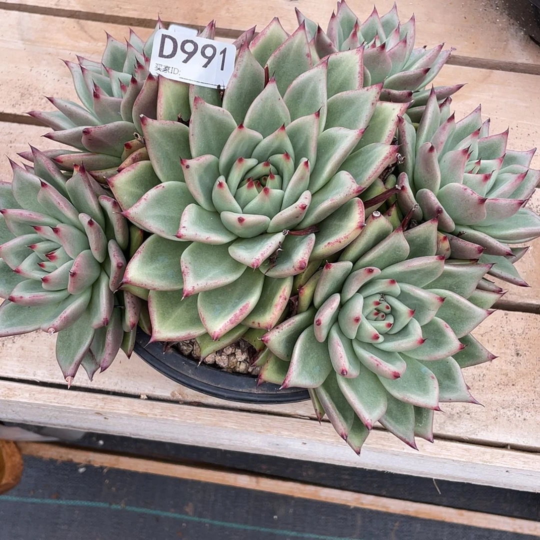 若如东云单拍D991