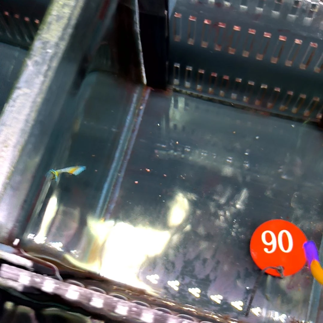 海水鱼双色草莓两条/运40/6-52-06/185