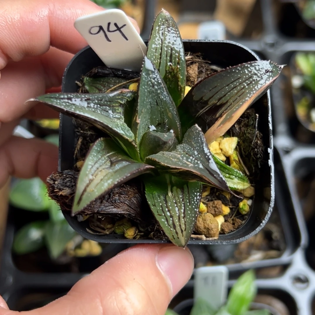 94寿锦一物一拍。。。