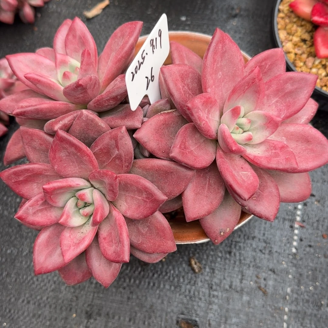 一物一拍赫菲斯托26