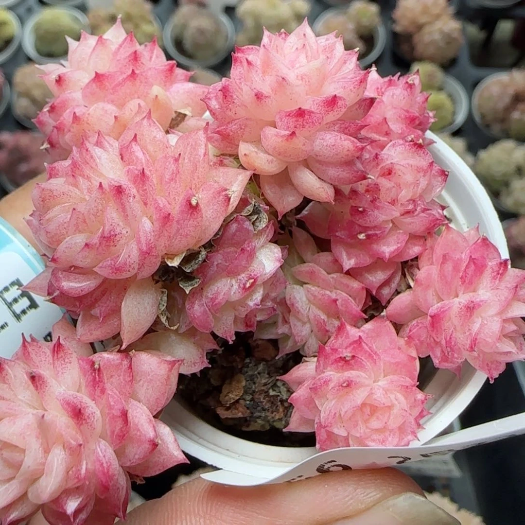 花语逸境0222-656散