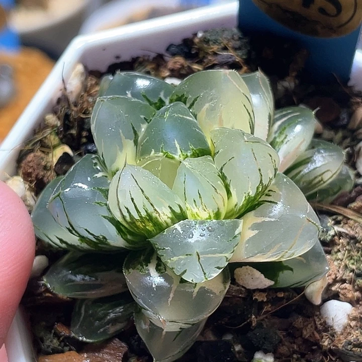 645北极之光锦特选福利