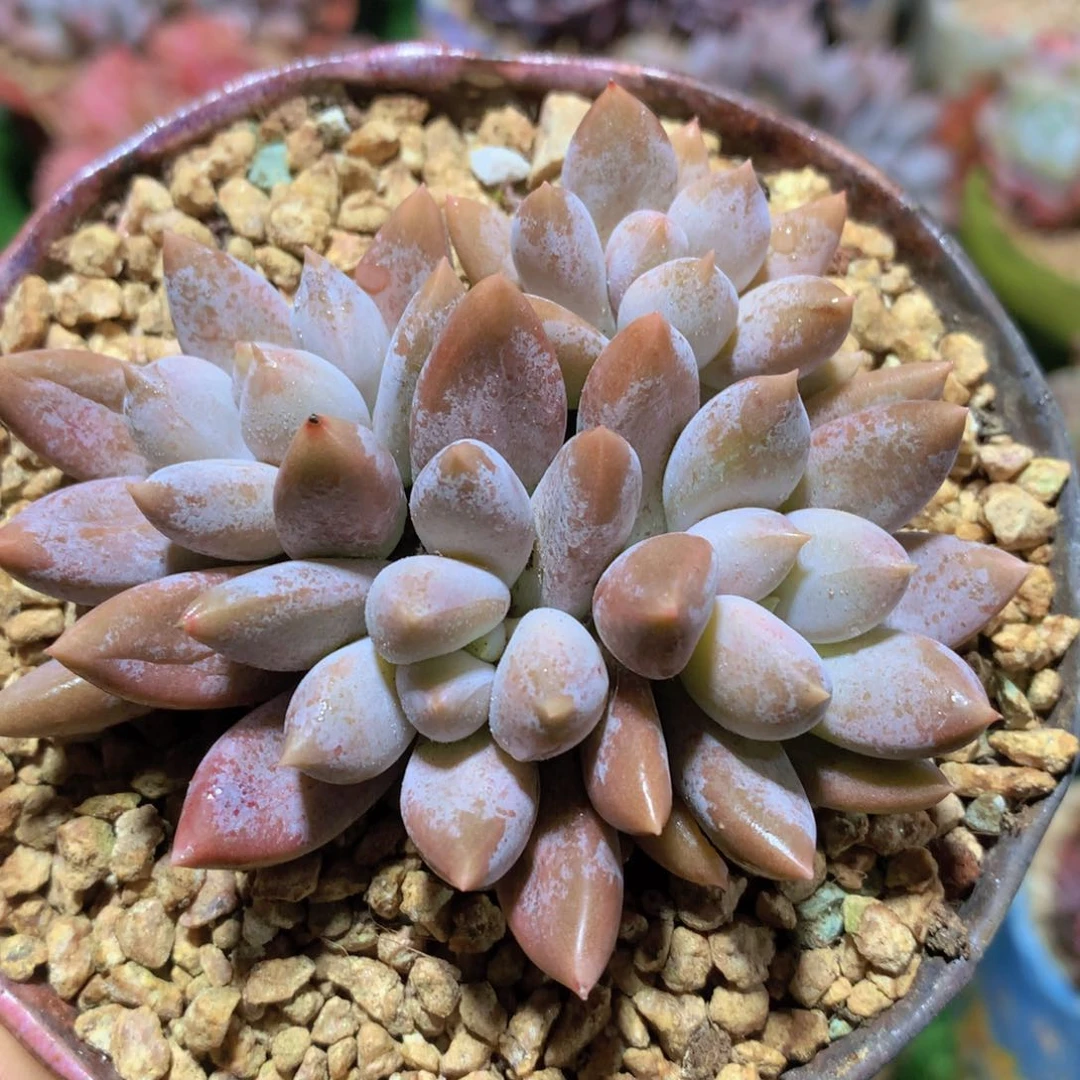 哥特萝莉10 公分一物一拍