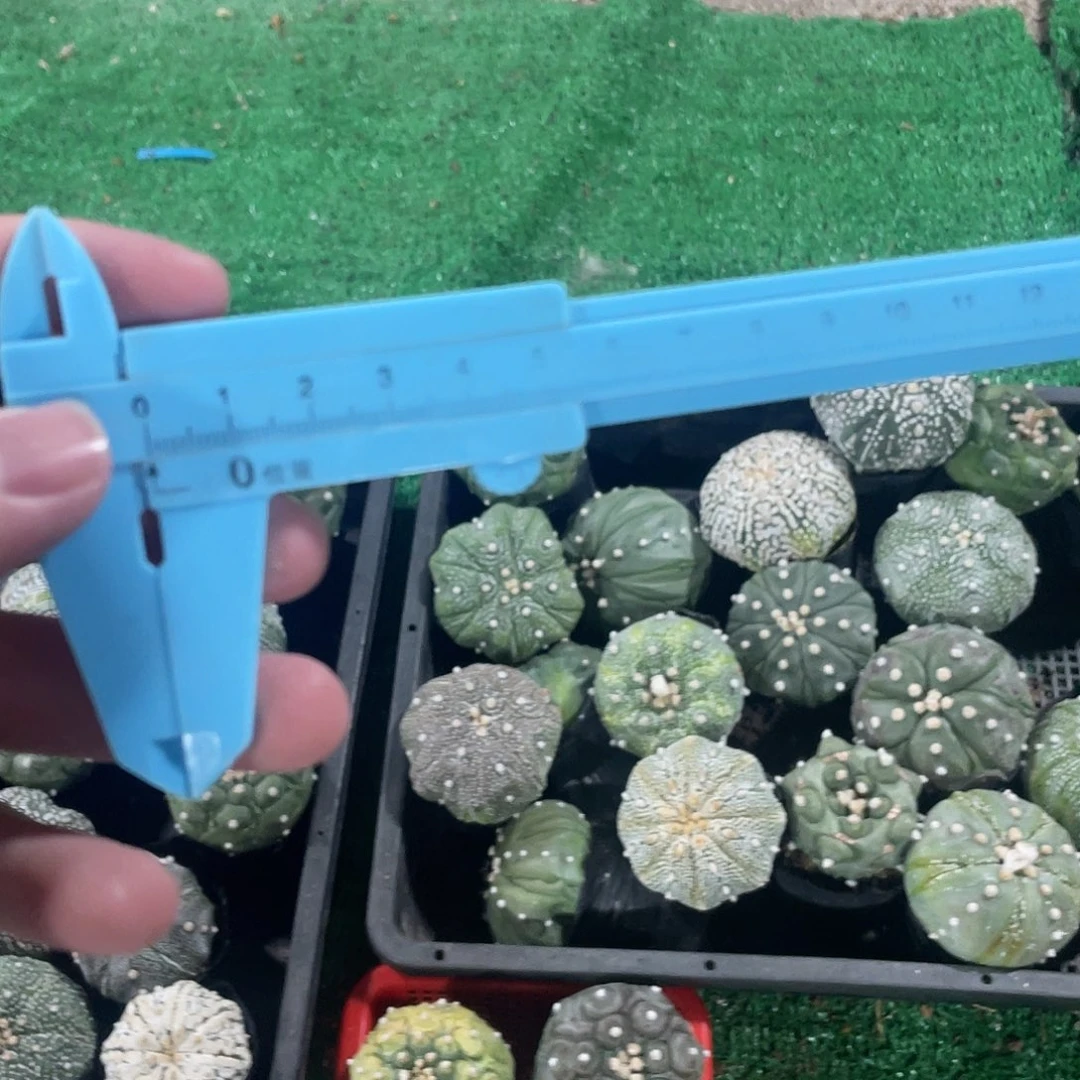 完全开放?****?尺子5