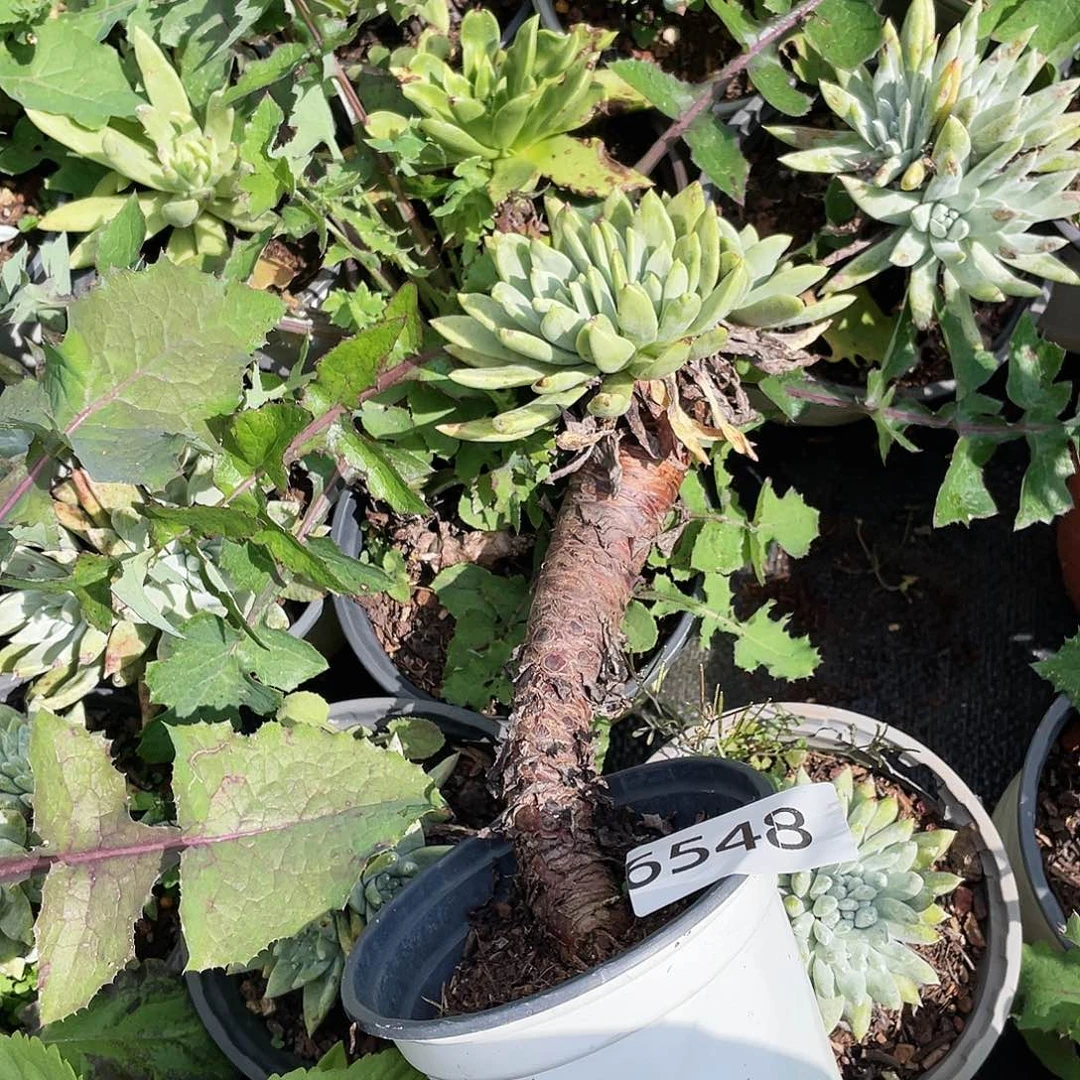 雍*苹果叶多头老桩6548