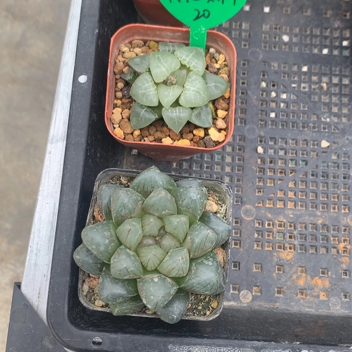 龙爪+月光女神一物一拍