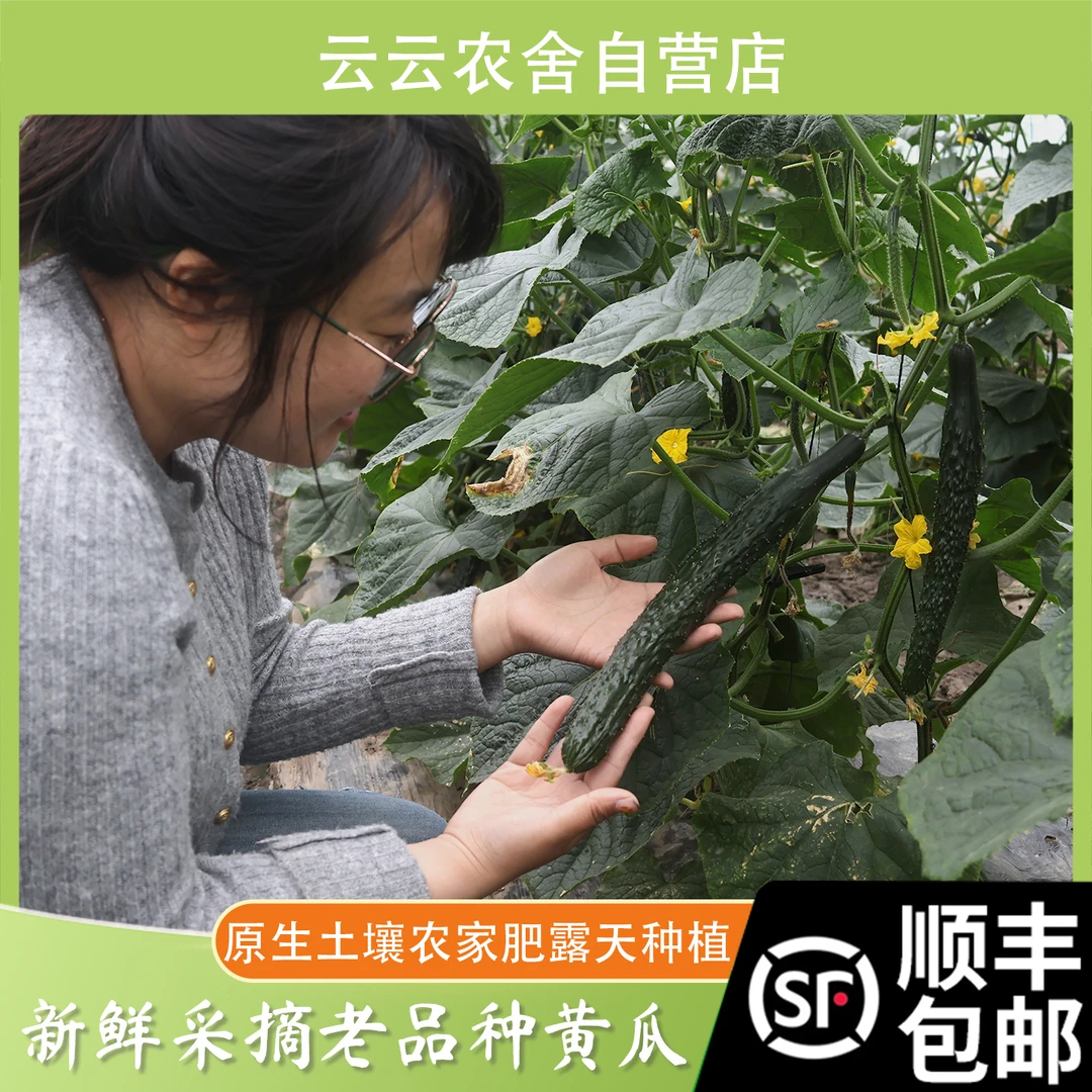 原生态绿黄瓜 小时候的味道 清脆清甜爽口