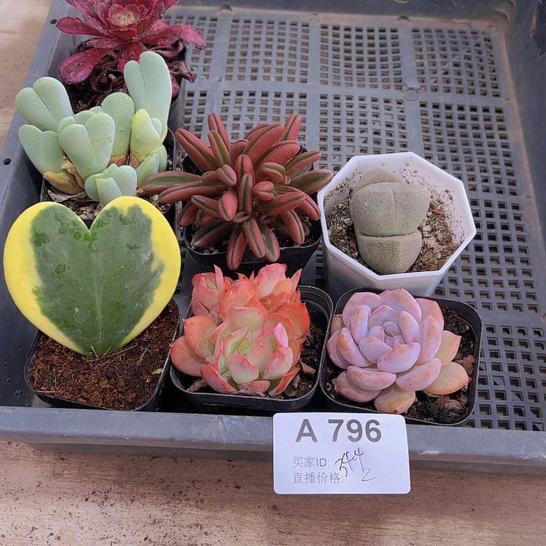 多肉796多肉植物