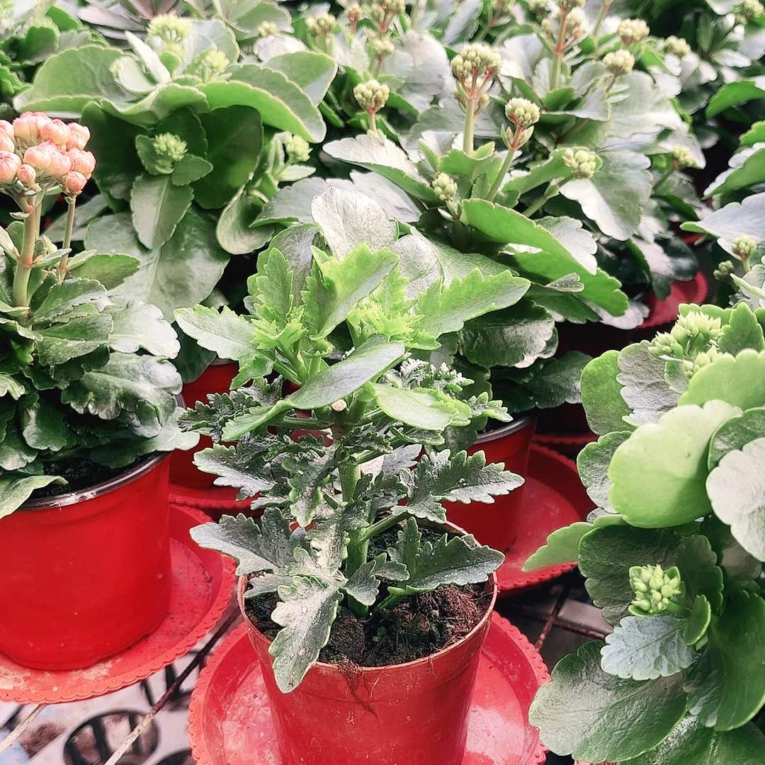 木***杉当前无花栽培后可以开花
